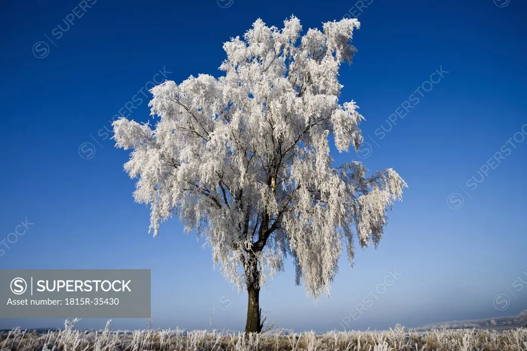 Germany, Lower Saxony, Vahrendorf, snow-covered tree