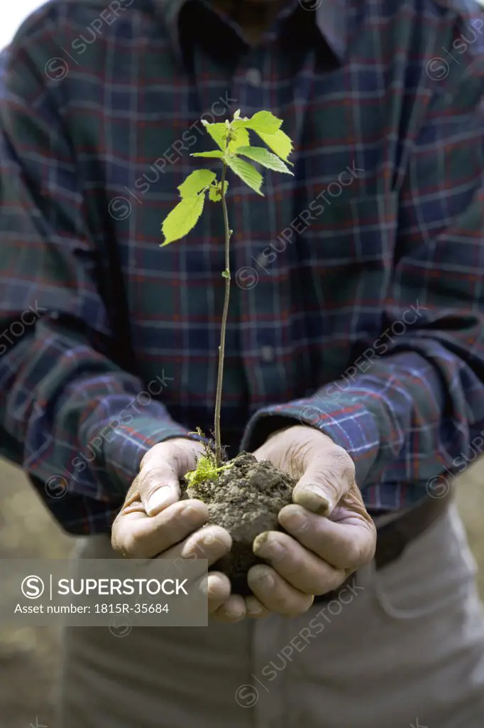 Man Holding Beech seedling, close-up