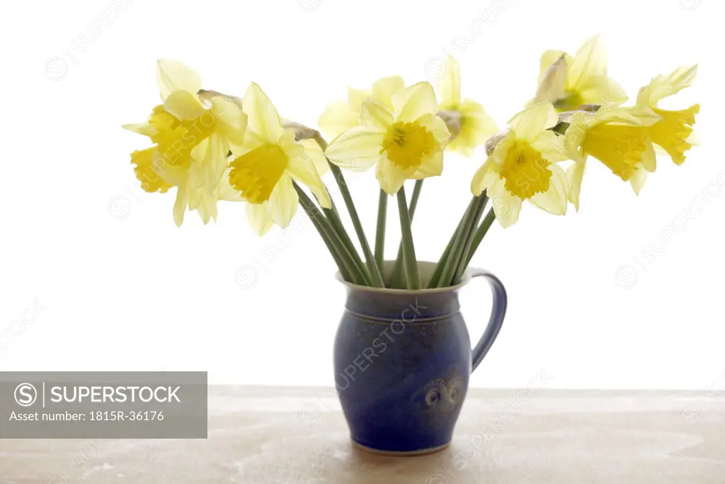 Vase with daffodils, (Narcissus pseudonarcissus), close up