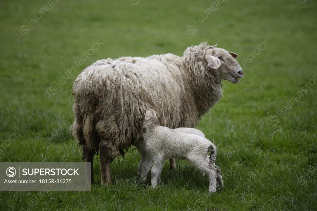 Germany, Bavaria, Ebenhausen, Sheep (Ovis orientalis aries), female and lamb