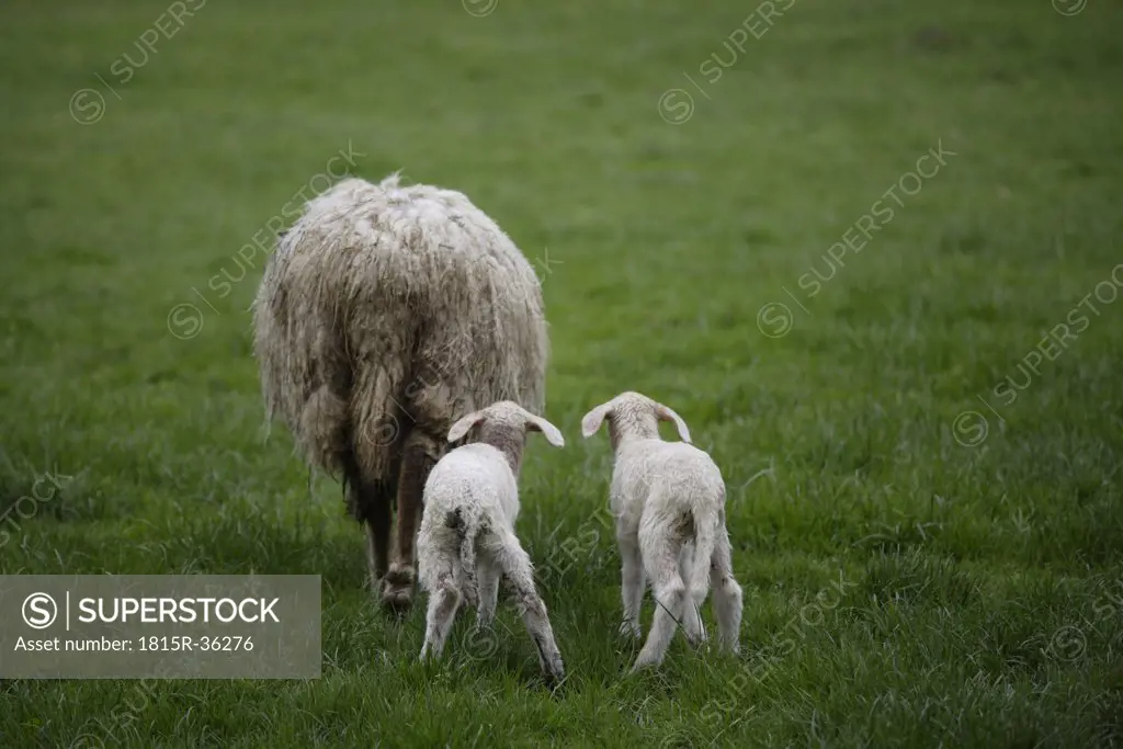 Germany, Bavaria, Ebenhausen, Sheep (Ovis orientalis aries), female and lambs