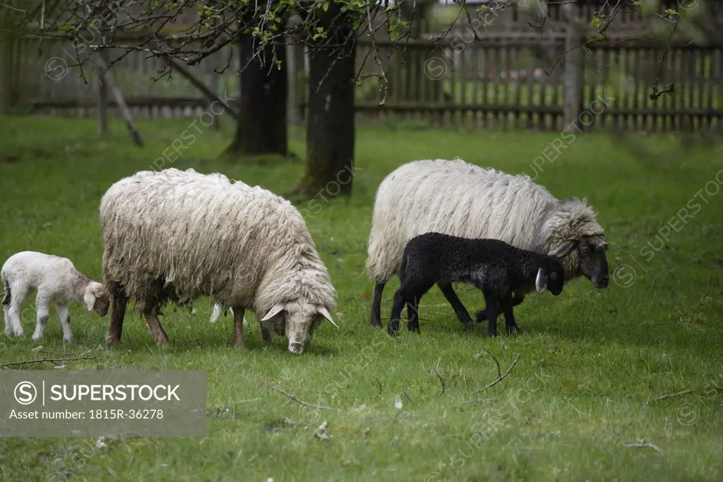 Germany, Bavaria, Ebenhausen, Sheep (Ovis orientalis aries), females and lambs