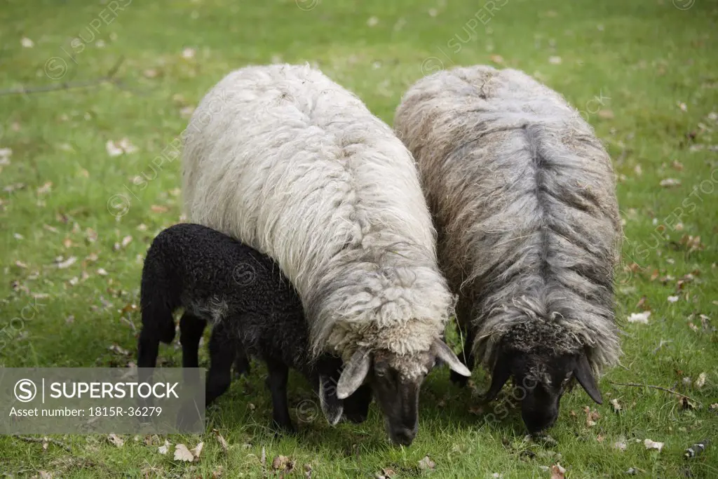 Germany, Bavaria, Ebenhausen, Sheep (Ovis orientalis aries), females and lamb