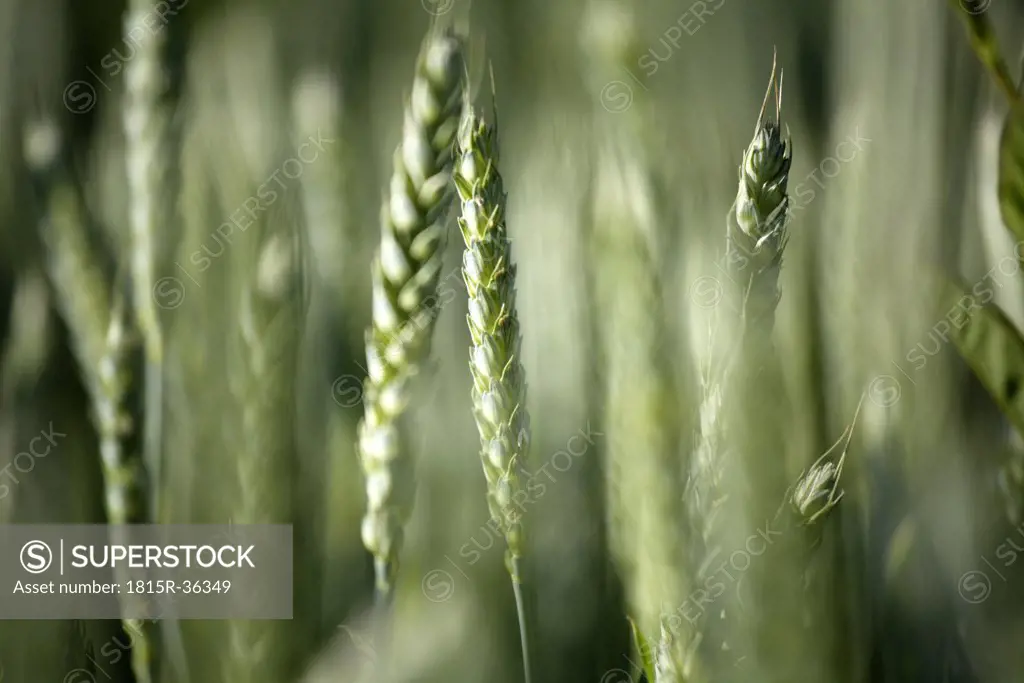 Germany, Bavaria, Irschenhausen, Wheat field, (Triticum sativum), close-up