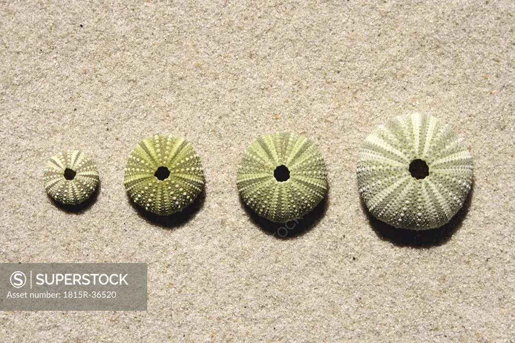 Sea Urchin Shells, close-up