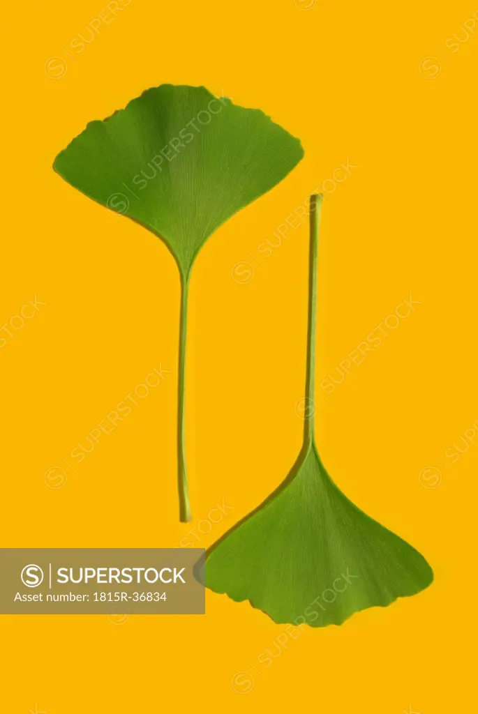 Clover leaves, elevated view