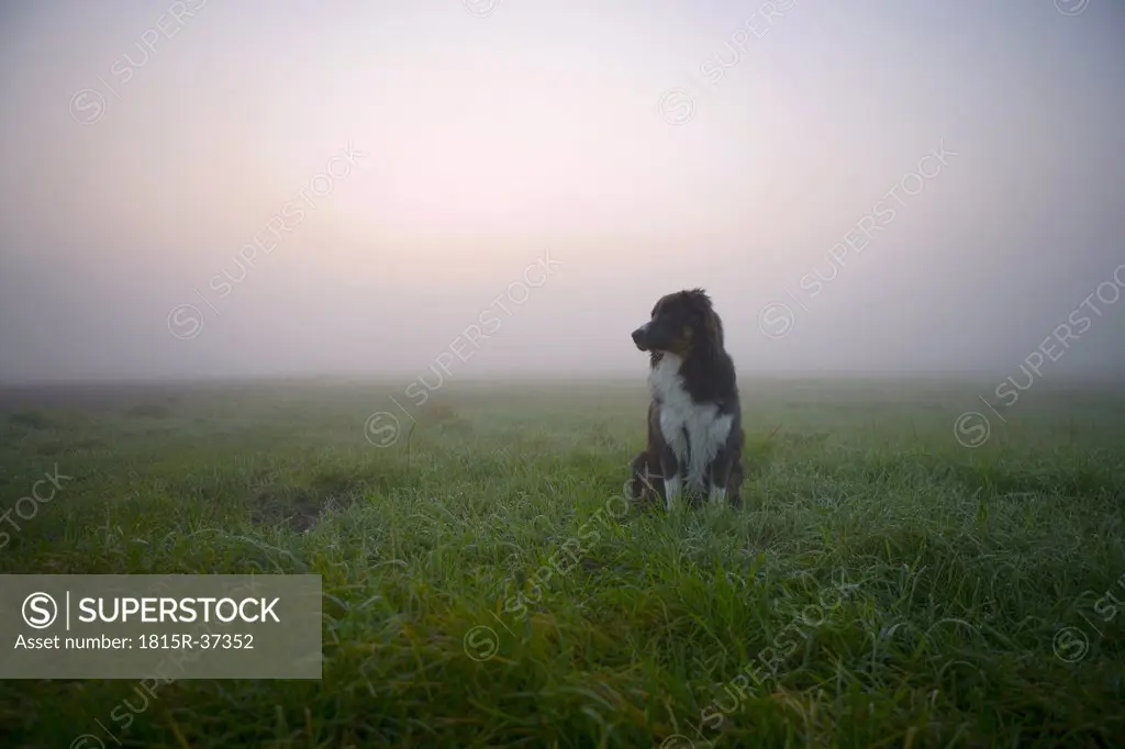 Australian Shepherd dog sitting on meadow