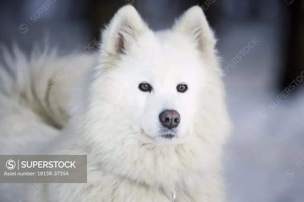 White Siberian husky