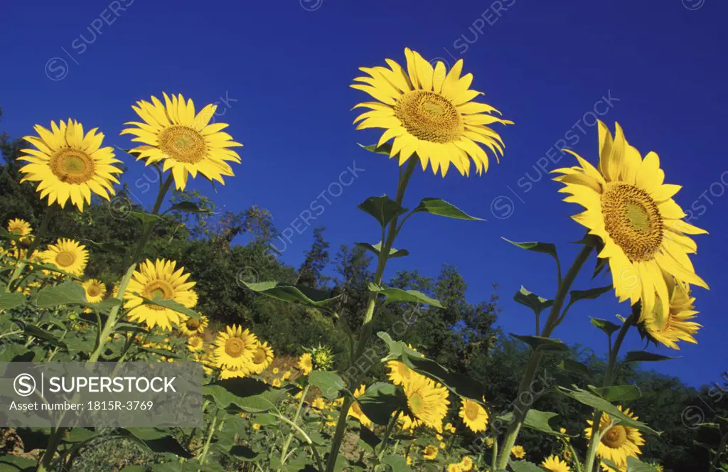 Sunflowers, Tuscany, Italy