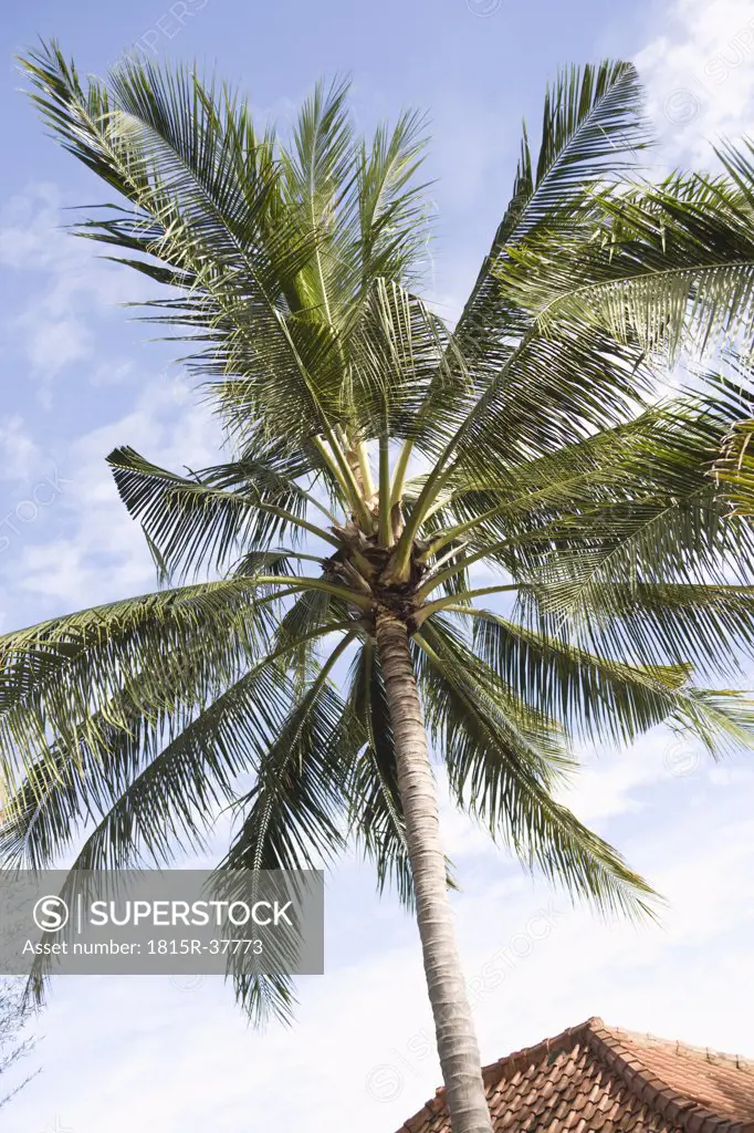 Asia, Indonesia, Bali, Palm tree