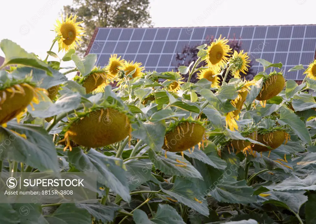 Solar panel in front of sunflowers