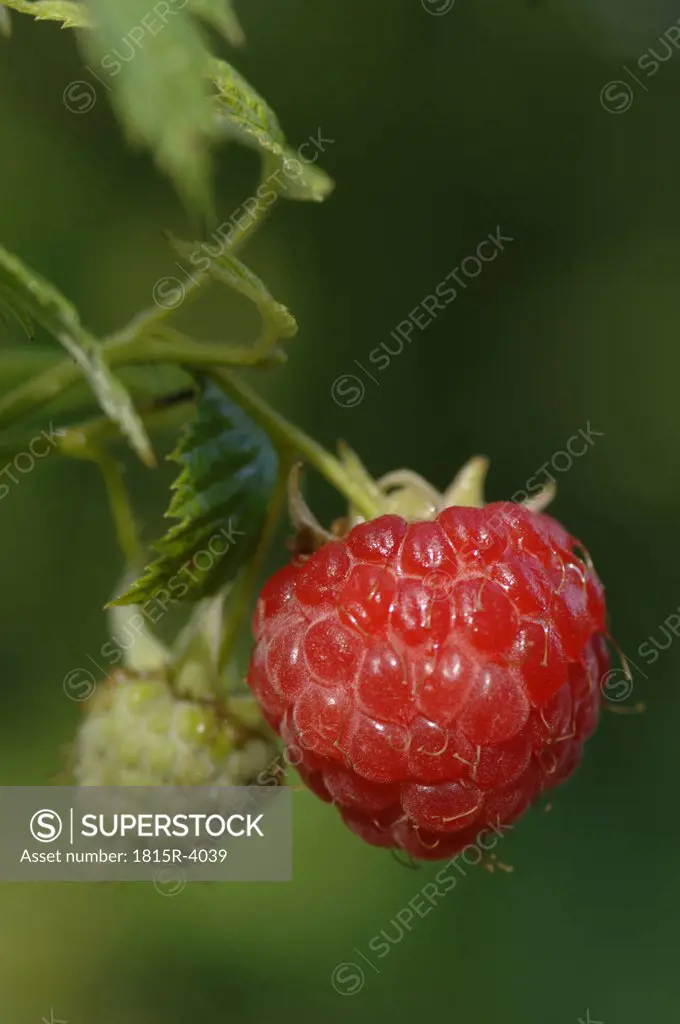 Ripe and unripe raspberry, close-up