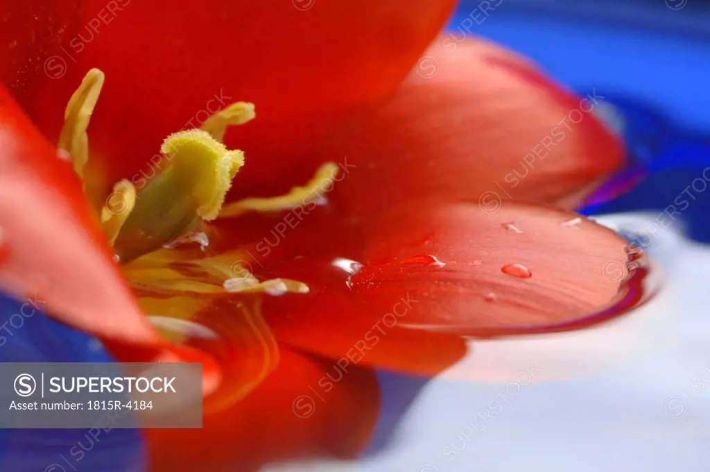 Red tulip in water, close-up