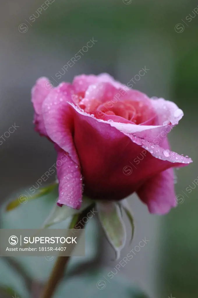 Pink rose, close-up