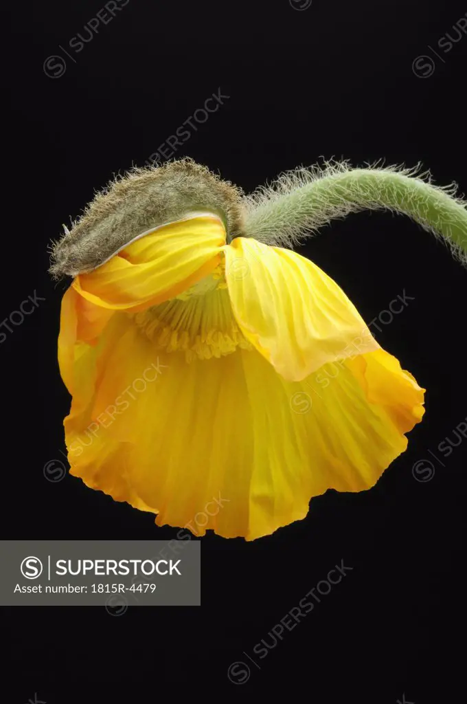 Corn poppy bud, close-up