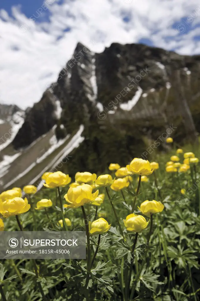 Italy, South Tyrol, Globe Flowers (Trollius europaeus), close-up
