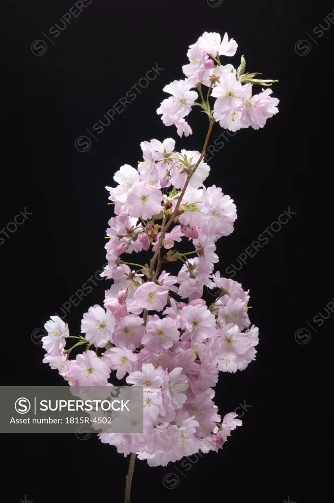 Pink Cherry Blossom, close-up