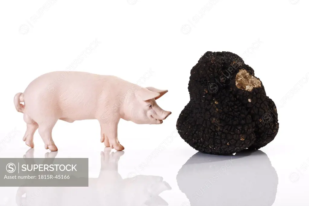 Pig figurine and black truffle