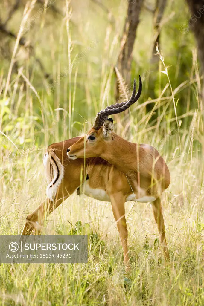 Africa, Cape Town, Impala antelope in long grass