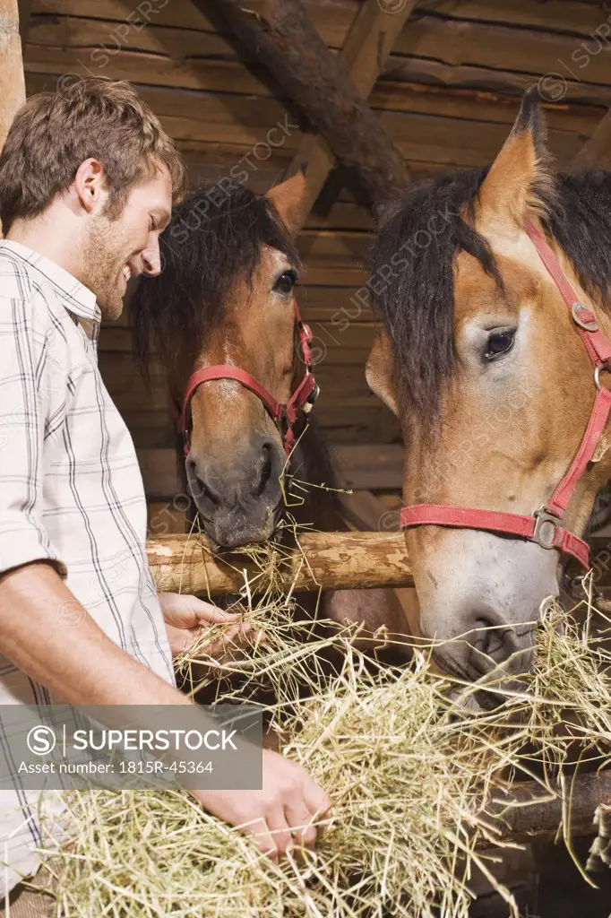 Farmer feeding hay to horses in stable, smiling, portrait