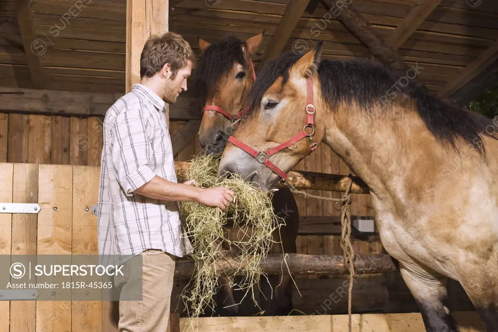 Farmer feeding hay to horses in stable