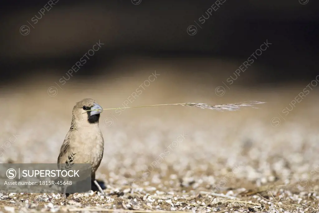 Africa, Namibia, Sociable Weaver (Philetairus socius) with grass in its beak, close-up