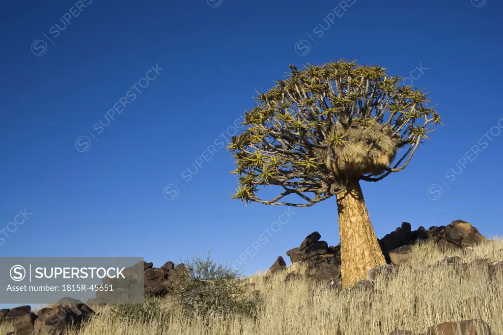 Africa, Namibia, Quiver Tree (Aloe dichotoma)