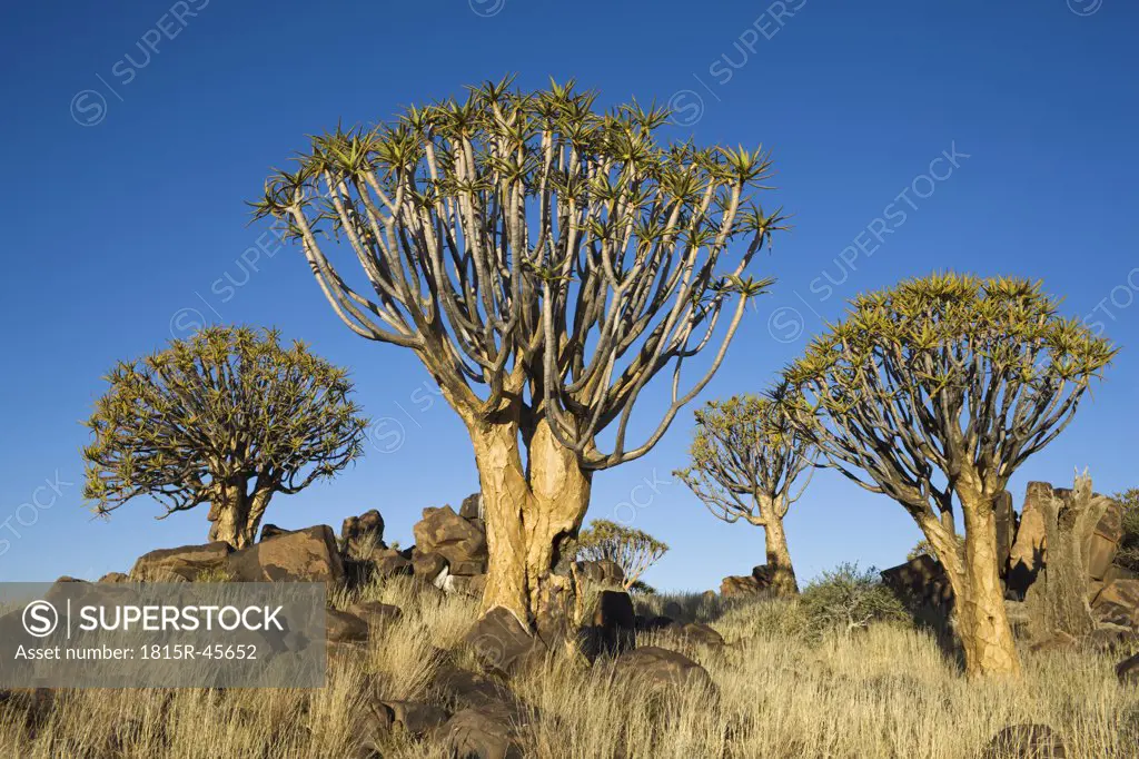 Africa, Namibia, Quiver Trees (Aloe dichotoma)