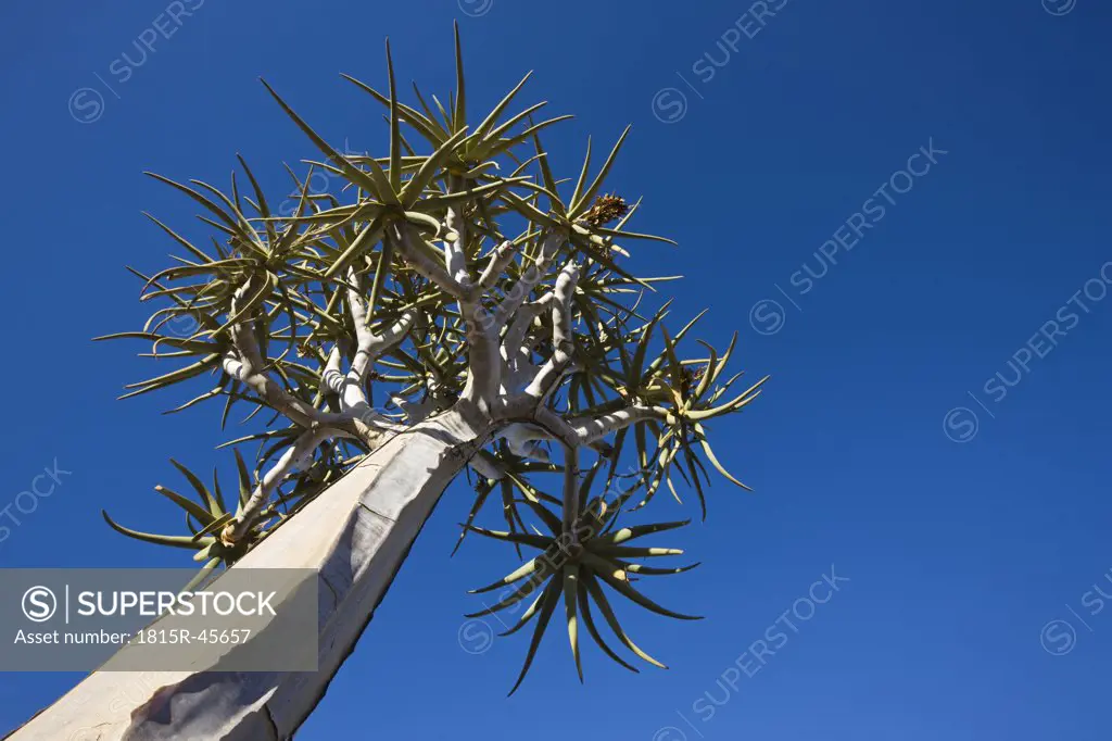 Africa, Namibia, Quiver Tree (Aloe dichotoma), low angle view
