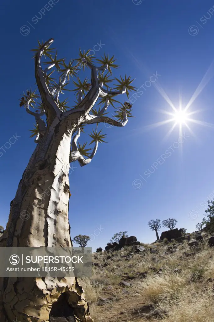 Africa, Namibia, Quiver Tree (Aloe dichotoma), low angle view