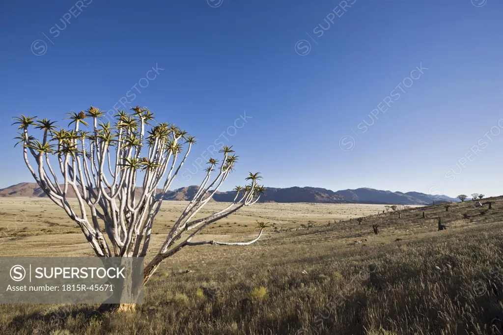 Africa, Namibia, Tubular tree (Aloe dichotoma)