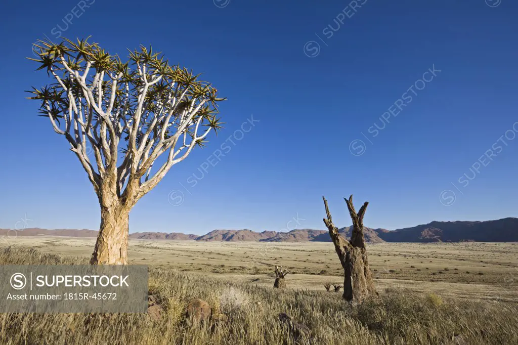 Africa, Namibia, Tubular tree (Aloe dichotoma)