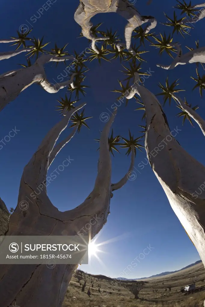 Africa, Namibia, Tubular trees (Aloe dichotoma), low angle view