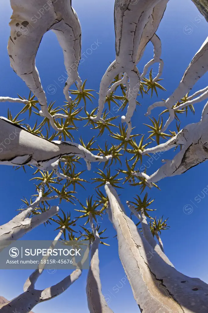 Africa, Namibia, Tubular trees (Aloe dichotoma), low angle view