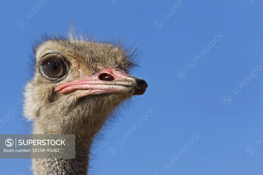 Africa, Namibia, Ostrich ((Struthio camelus), close-up