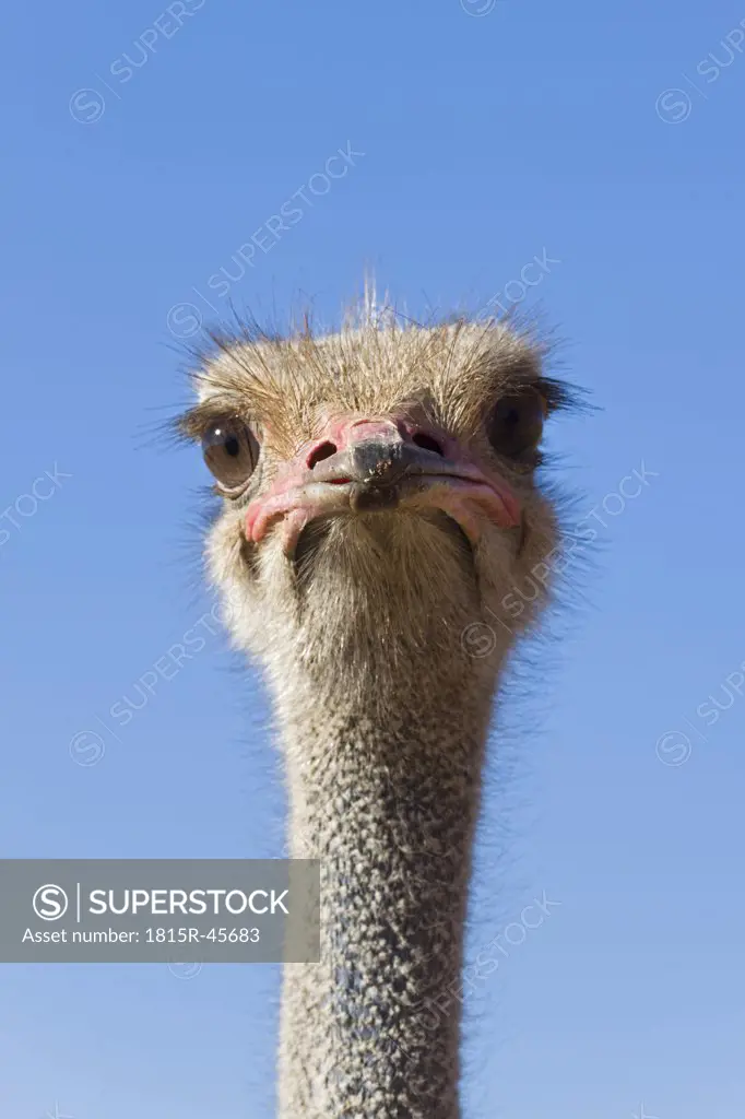Africa, Namibia, Ostrich ((Struthio camelus), close-up