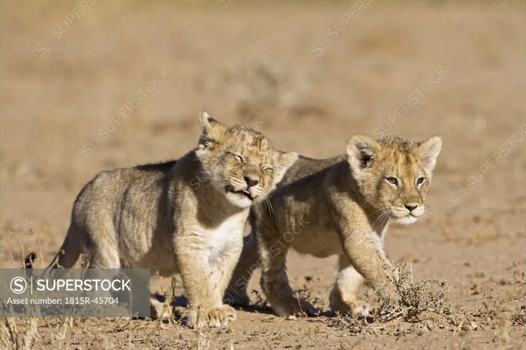 Africa, Namibia, African Lion cubs (Panthera Leo)