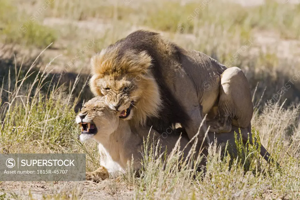 Africa, Namibia, Lion and lioness (Panthera leo) mating, close-up
