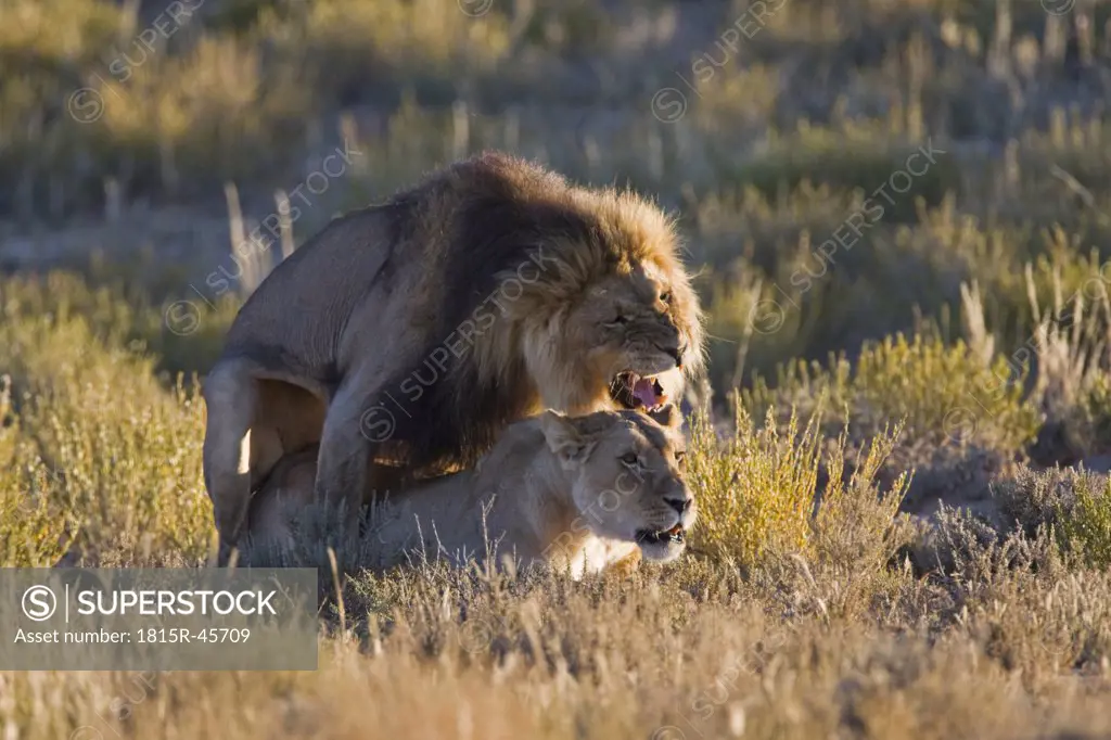Africa, Namibia, Lion and lioness (Panthera leo) mating, close-up