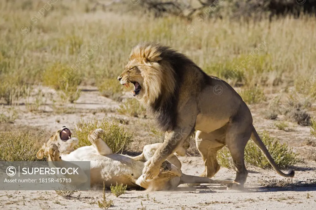 Africa, Namibia, Lioness (Panthera leo) and lion