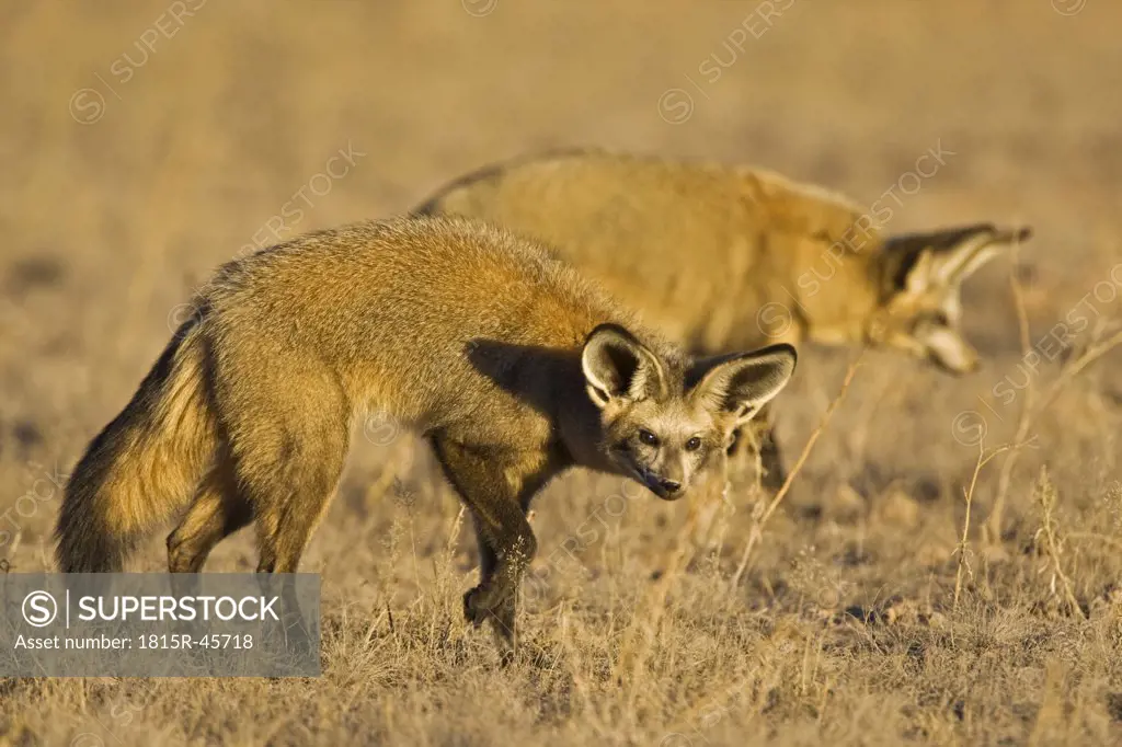 Africa, Namibia, Bat-eared fox (Otocyon megalotis) in field