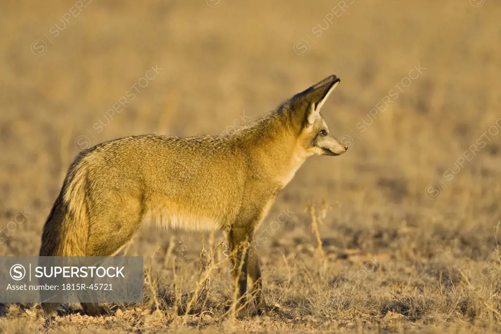 Africa, Namibia, Bat-eared fox (Otocyon megalotis) in field