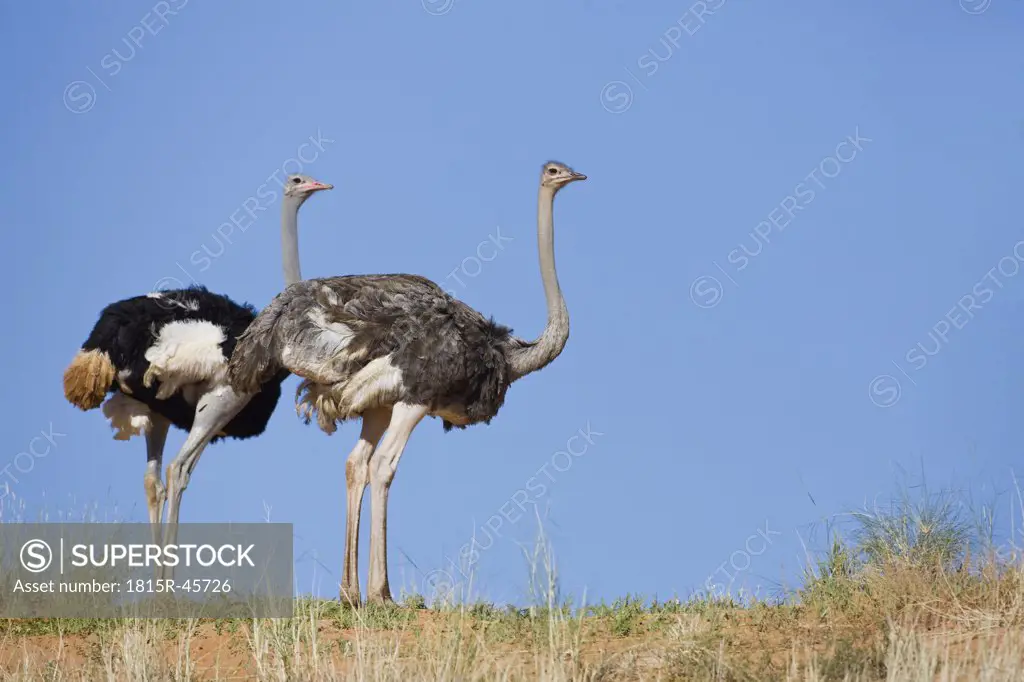 Africa, Namibia, Ostriches (Struthio camelus) in grass