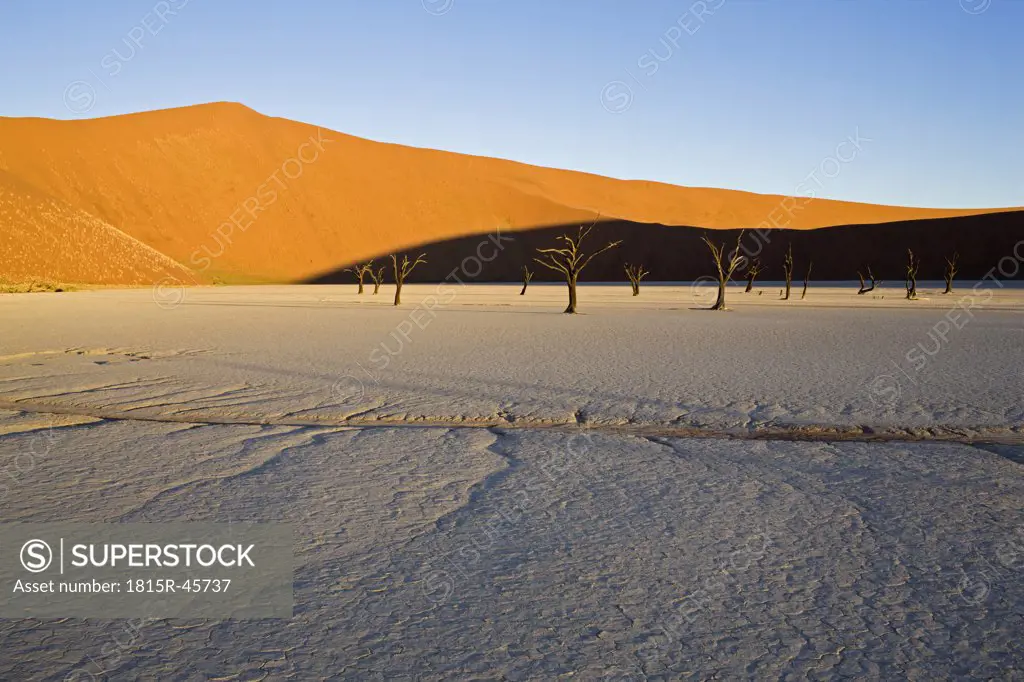Africa, Namibia, Dead trees in the desert