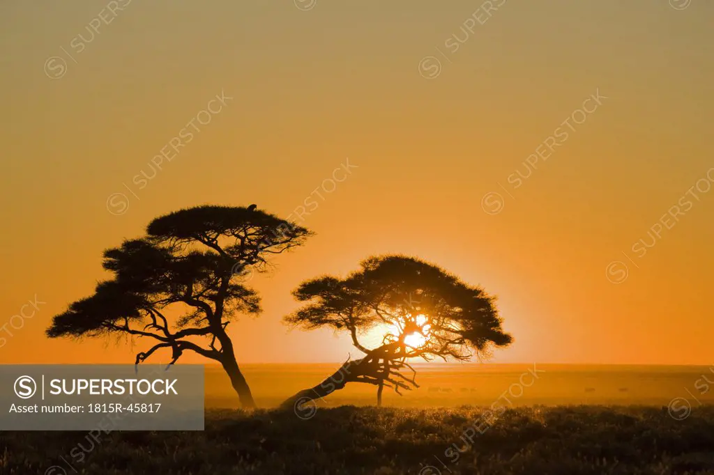 Africa, Namibia, Etosha National Park, Sunset