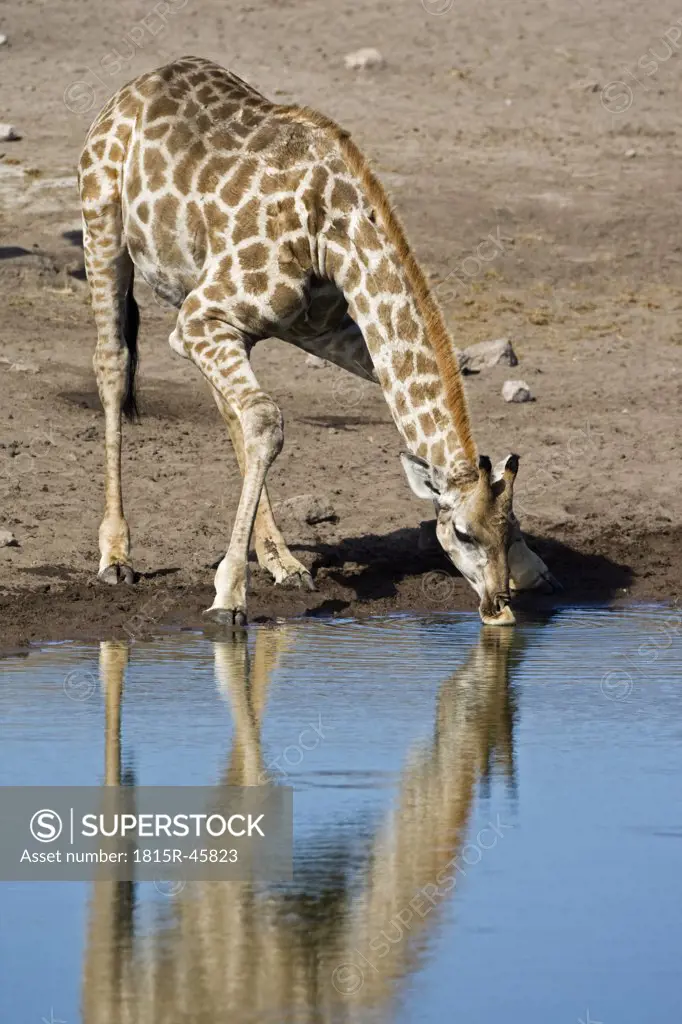 Masai Giraffe (Giraffa camelopardalis tippelskirchi) drinking at waterhole