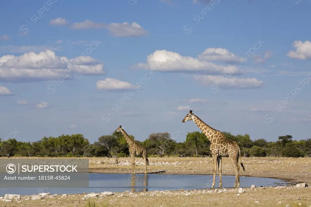 Africa, Namibia, Etosha National Park, Two Masai Giraffes (Giraffa camelopardalis tippelskirchi) at waterhole
