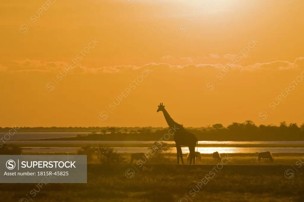 Africa, Namibia, Etosha National Park, Masai giraffe (Giraffa Camelopardalis Tippelskirchi), sunset