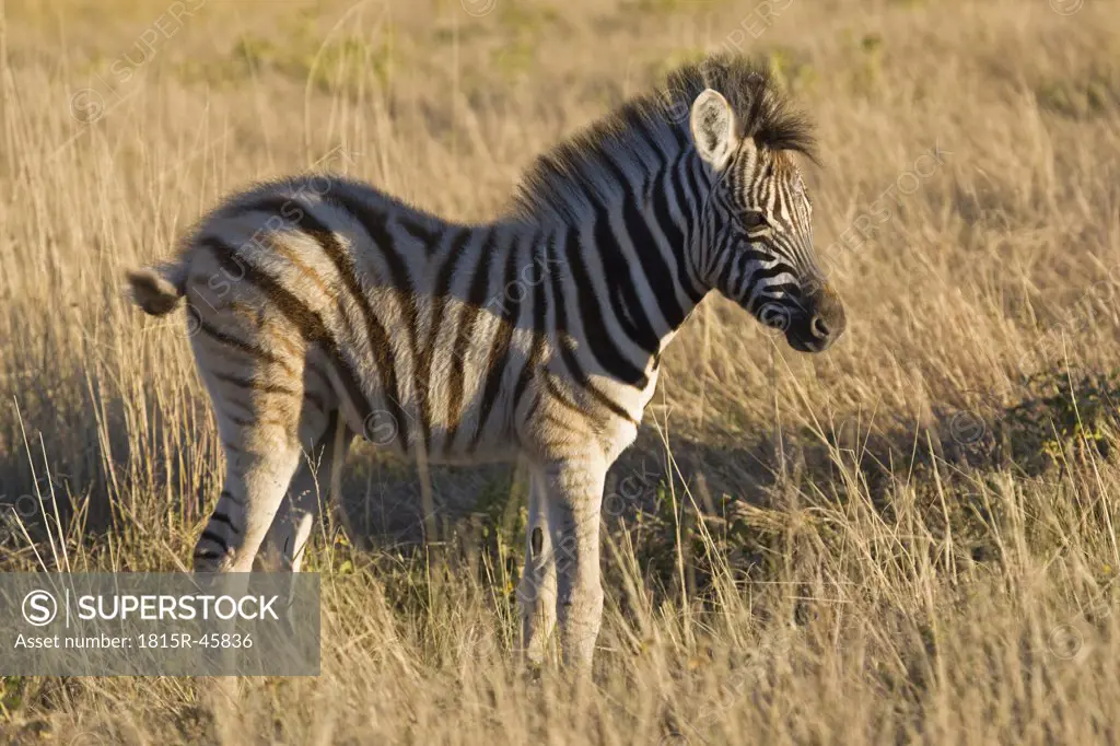 Africa, Zebra foal (Equus quagga burchelli) standing in grass