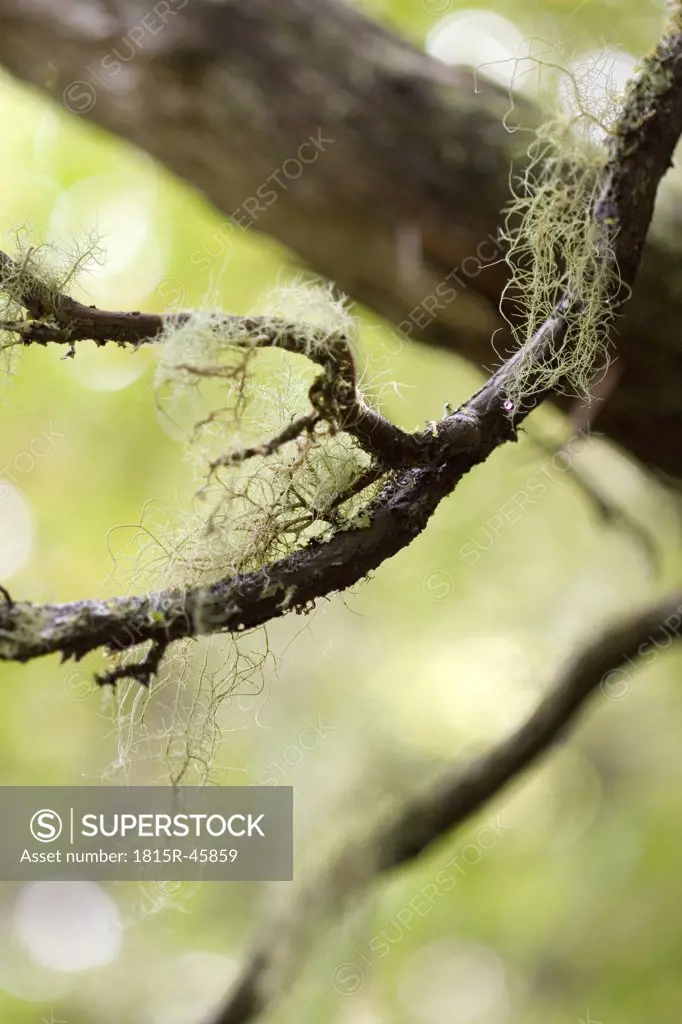Portugal, Madeira, Levada, Branch, close-up